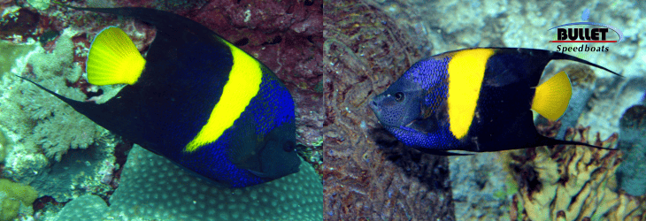 Arabian Angelfish: A Jewel of the Red Sea